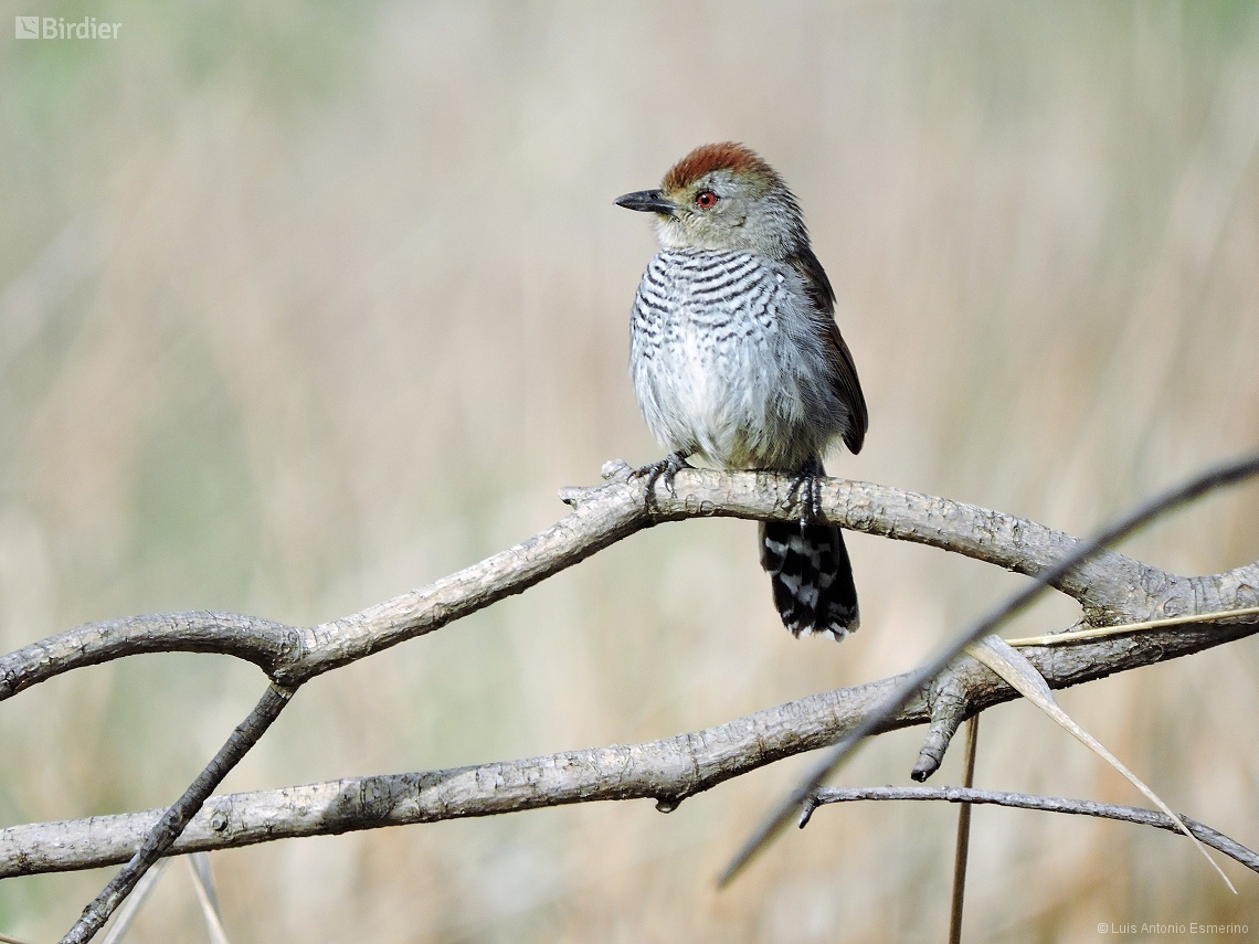 Thamnophilus ruficapillus