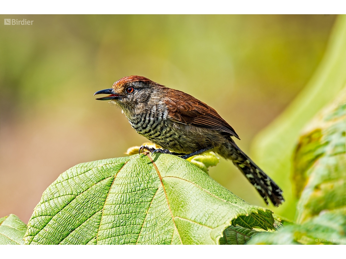 Thamnophilus ruficapillus