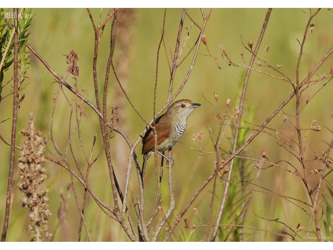 Thamnophilus ruficapillus