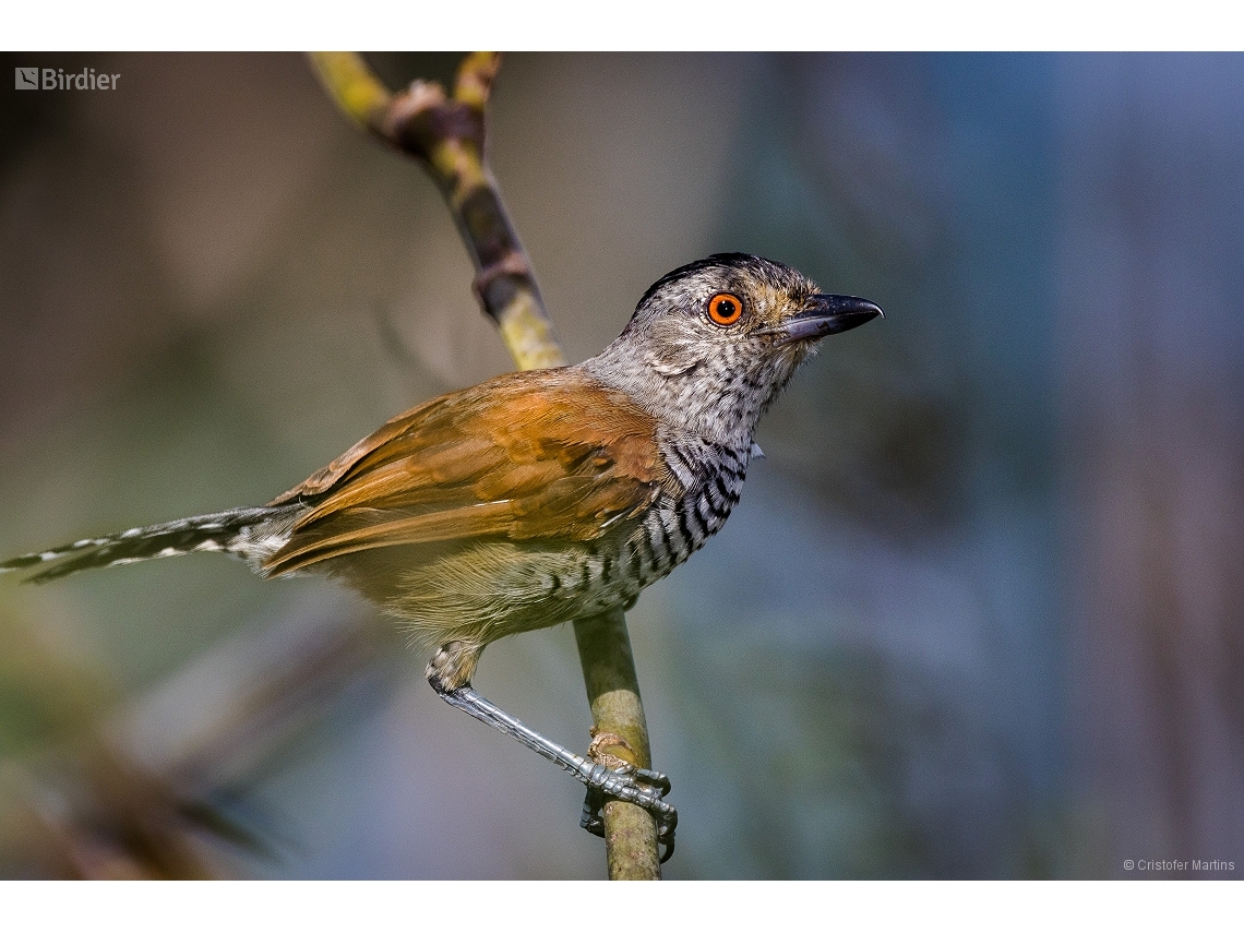 Thamnophilus torquatus