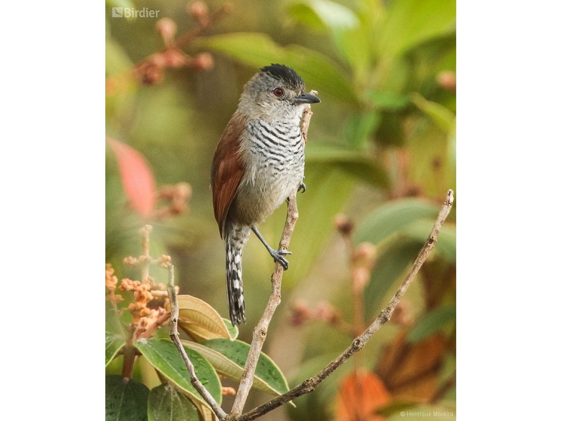 Thamnophilus torquatus