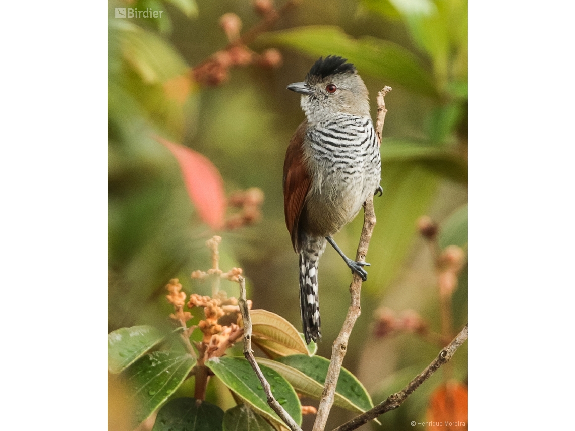 Thamnophilus torquatus