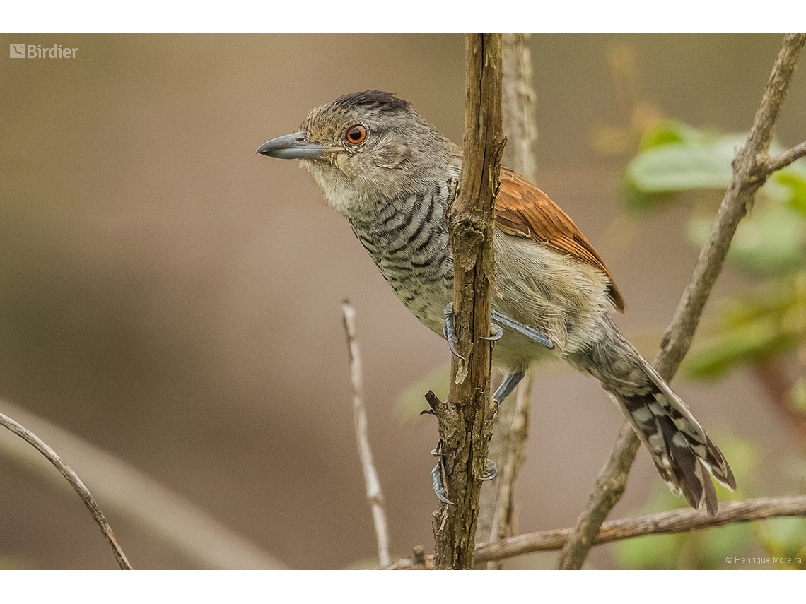 Thamnophilus torquatus