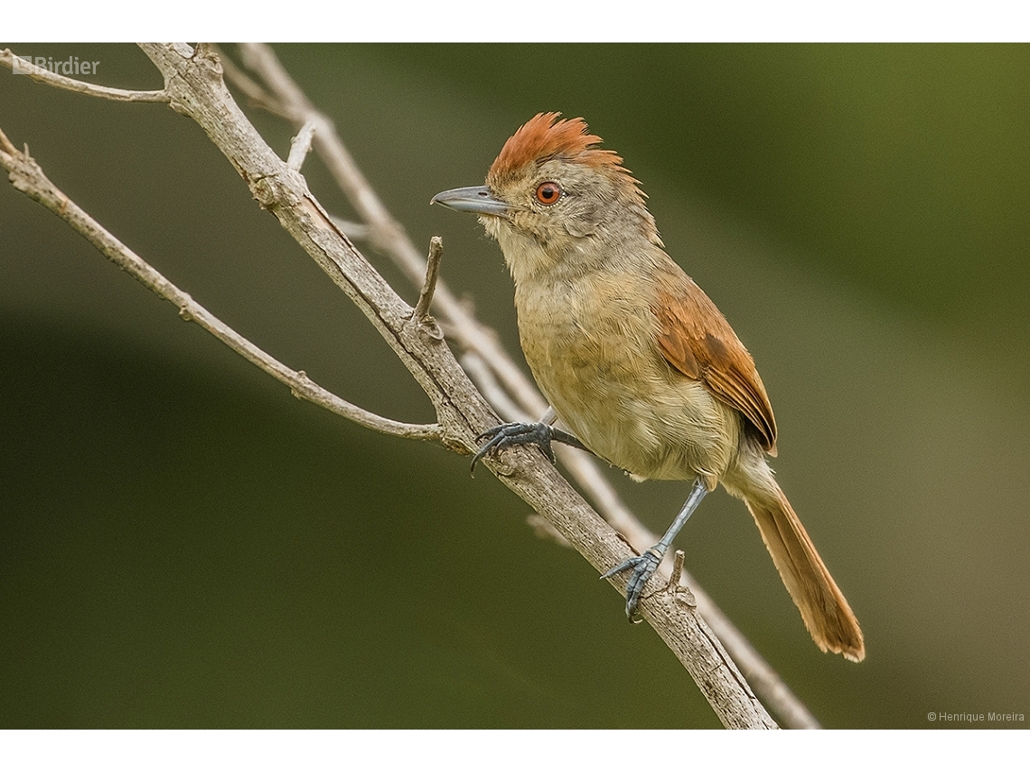 Thamnophilus torquatus