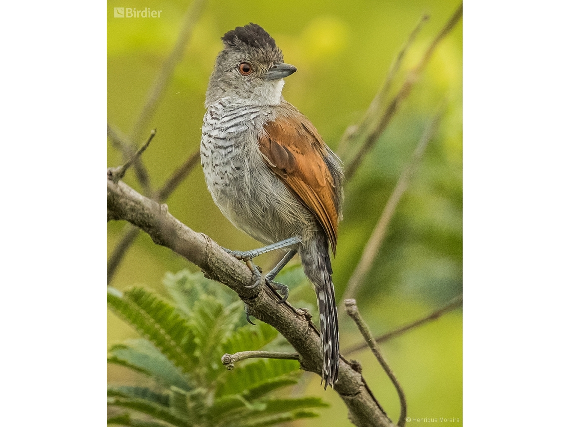 Thamnophilus torquatus