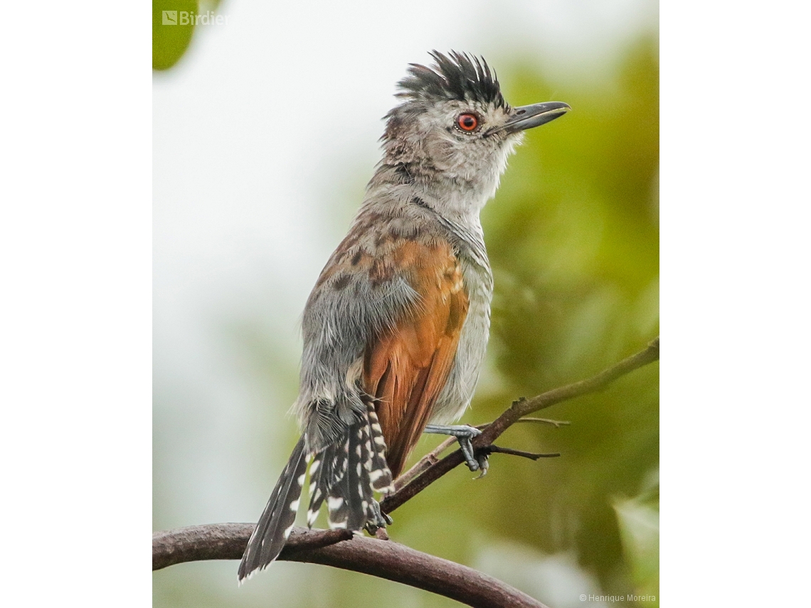 Thamnophilus torquatus