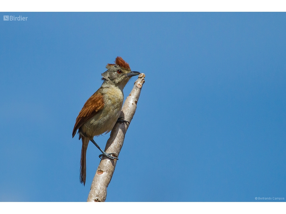 Thamnophilus torquatus