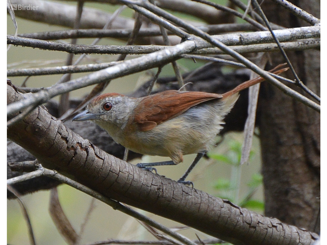 Thamnophilus torquatus