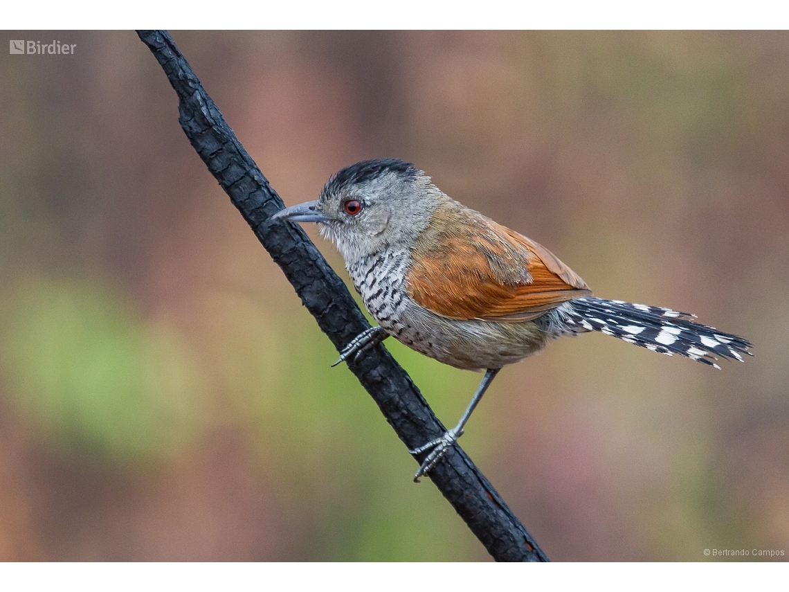 Thamnophilus torquatus