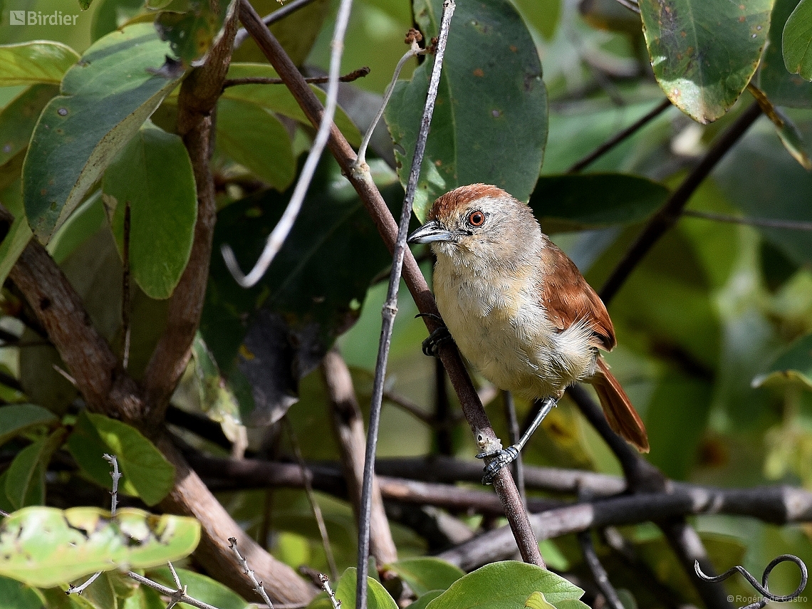 Thamnophilus torquatus