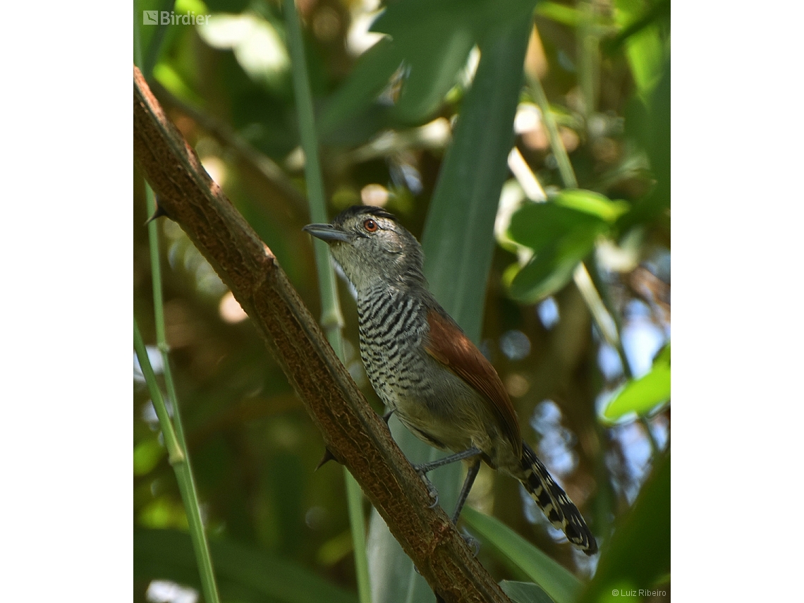 Thamnophilus torquatus