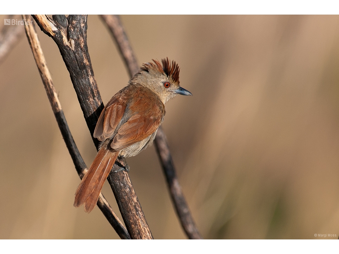 Thamnophilus torquatus