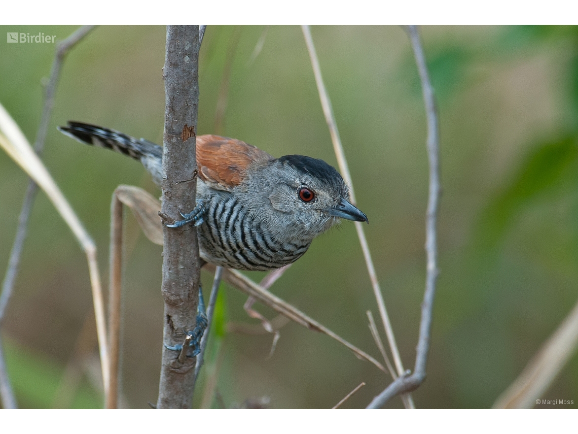 Thamnophilus torquatus