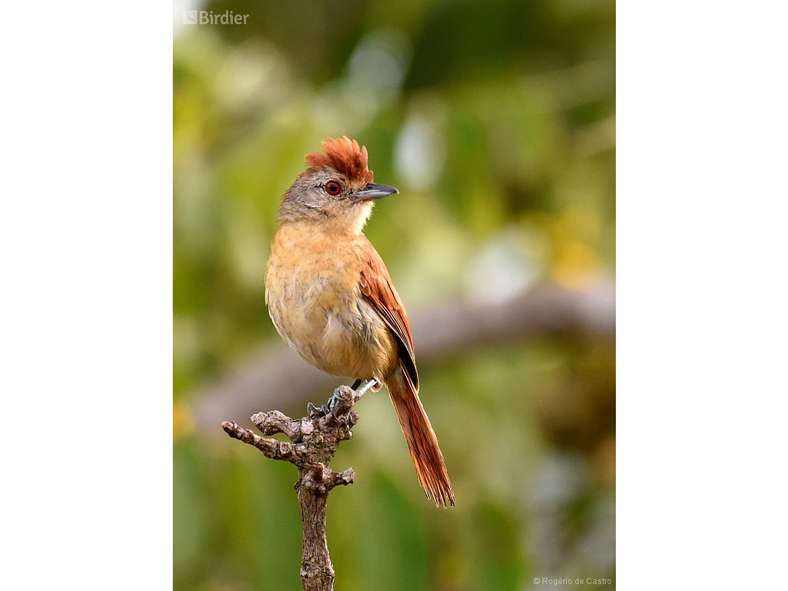 Thamnophilus torquatus