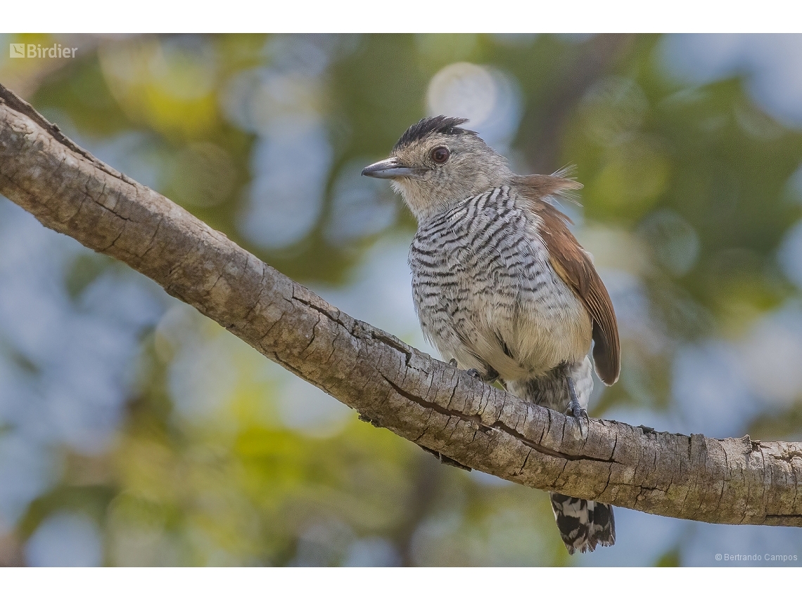 Thamnophilus torquatus