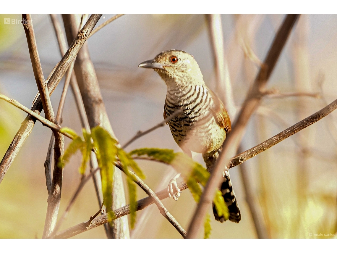 Thamnophilus torquatus