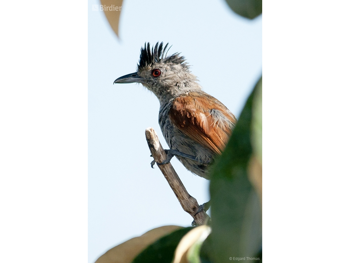 Thamnophilus torquatus