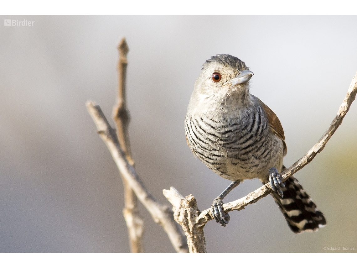 Thamnophilus torquatus