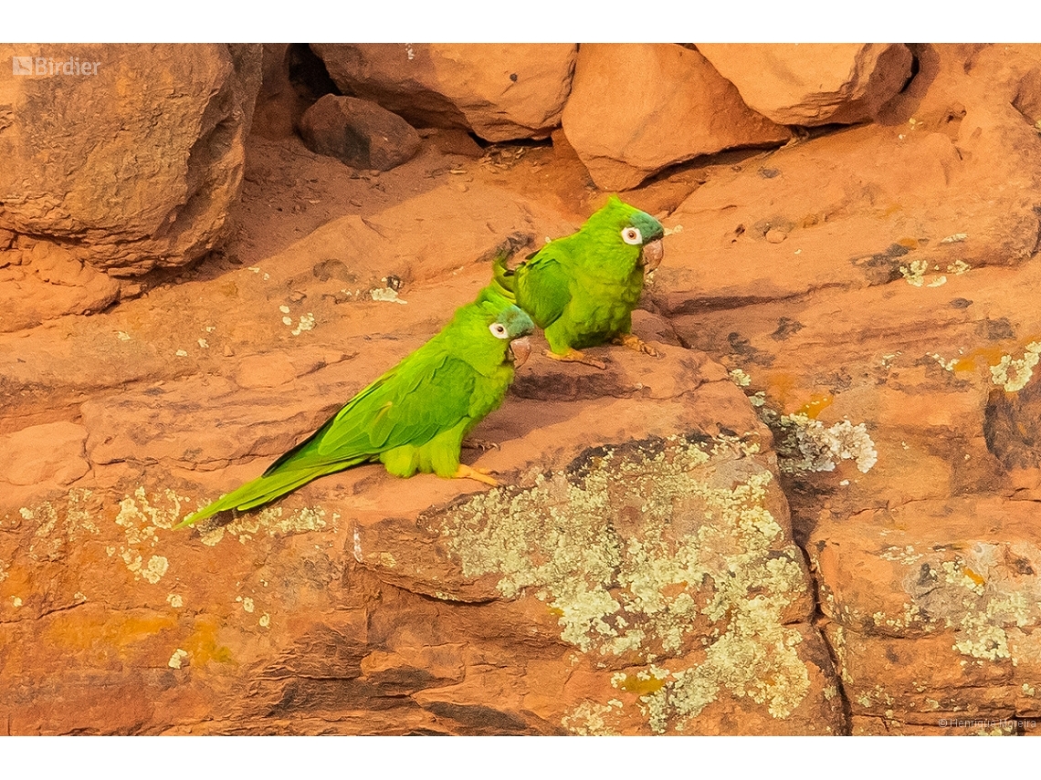 Thectocercus acuticaudatus