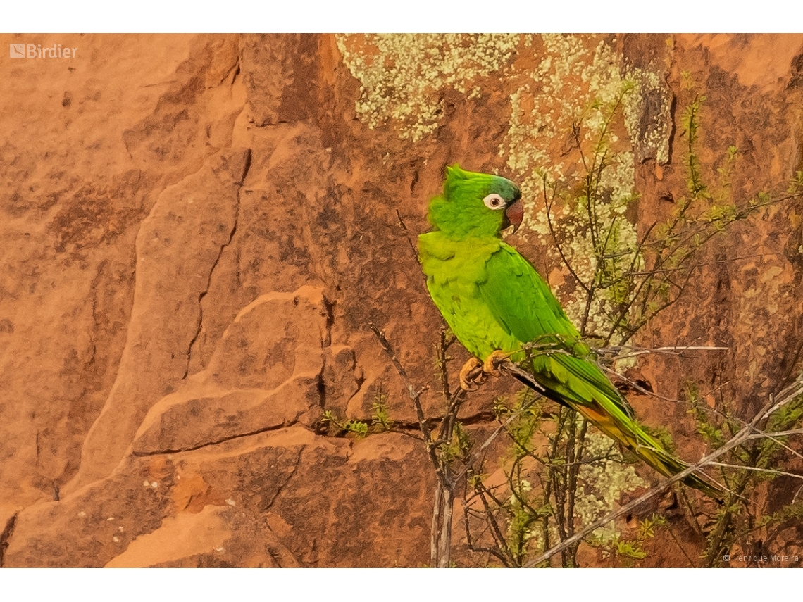 Thectocercus acuticaudatus