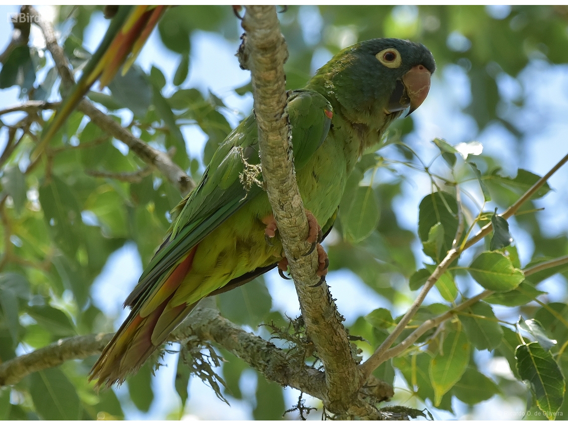 Thectocercus acuticaudatus