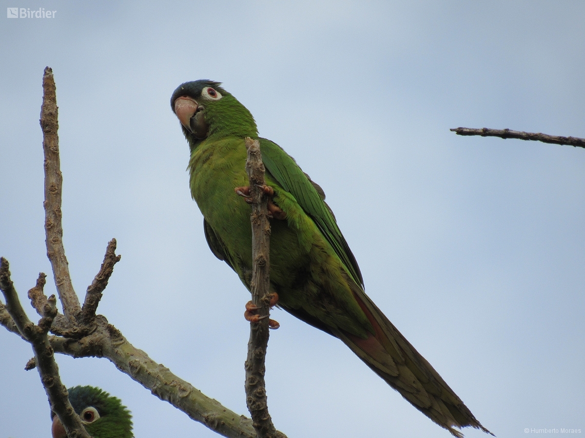 Thectocercus acuticaudatus