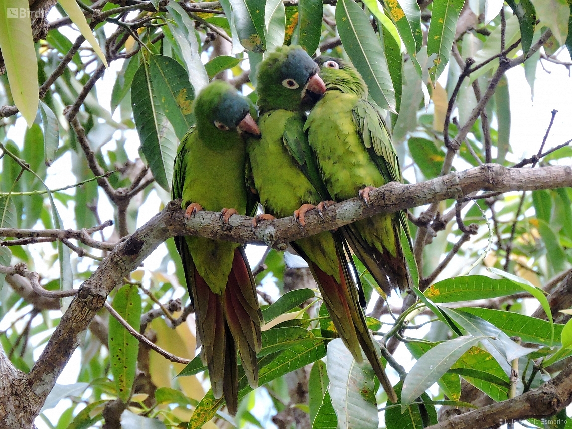 Thectocercus acuticaudatus