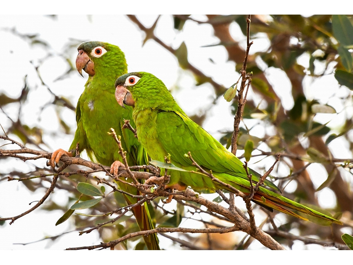 Thectocercus acuticaudatus