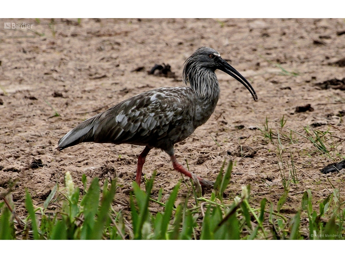 Theristicus caerulescens