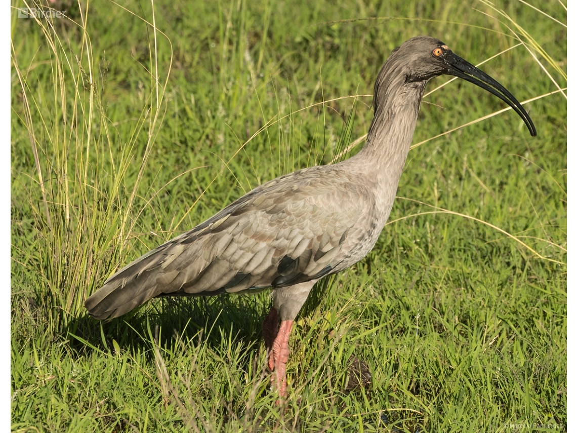 Theristicus caerulescens