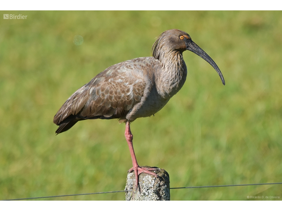 Theristicus caerulescens