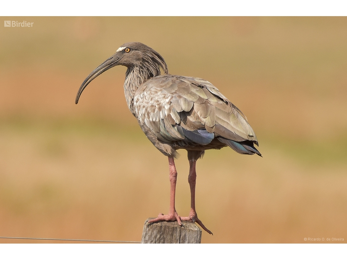 Theristicus caerulescens