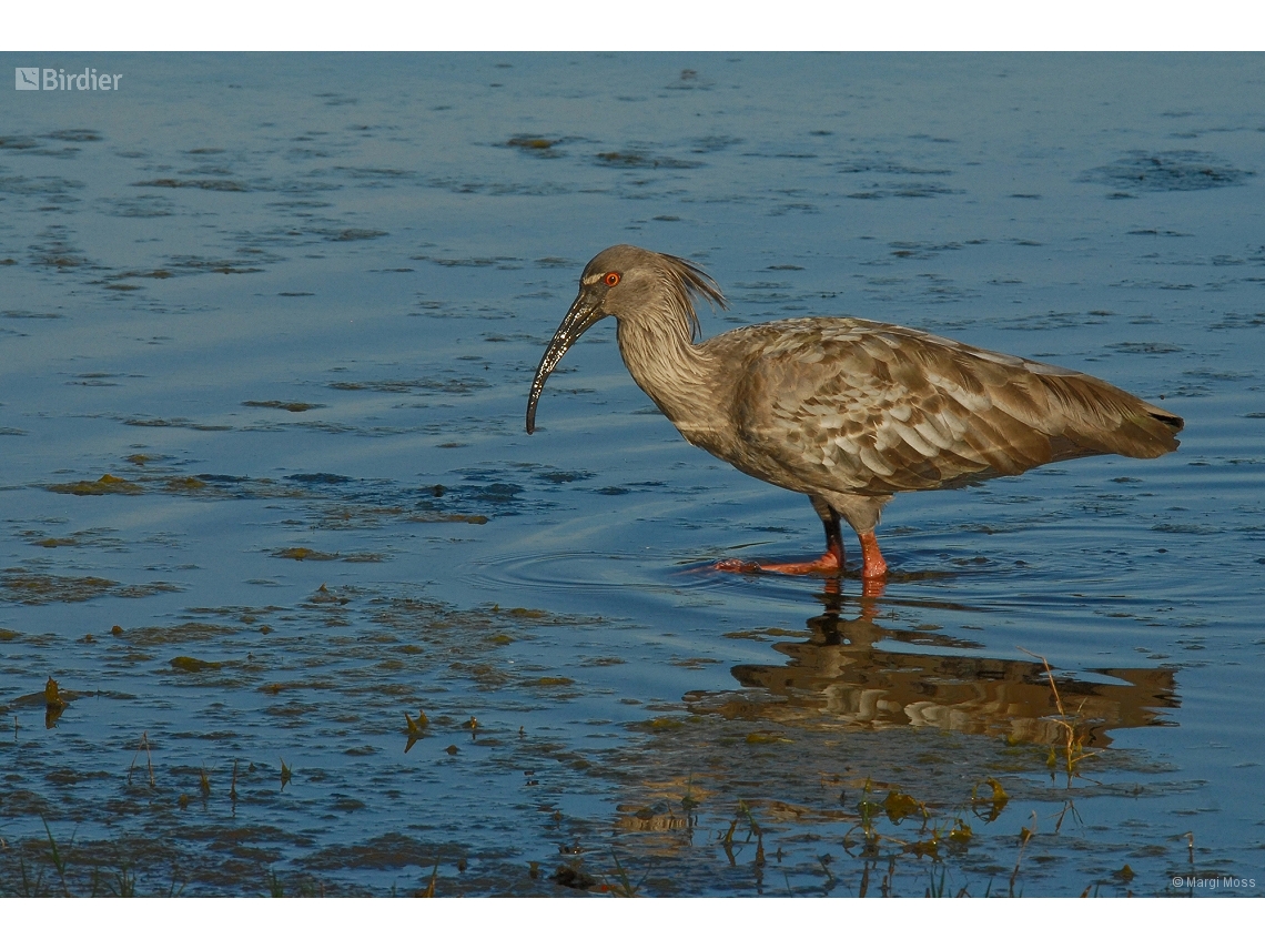 Theristicus caerulescens