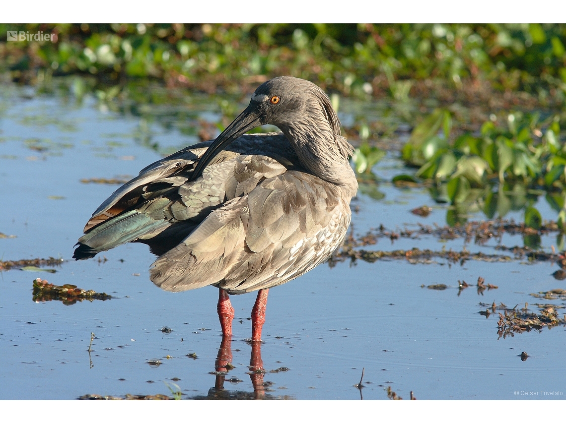 Theristicus caerulescens