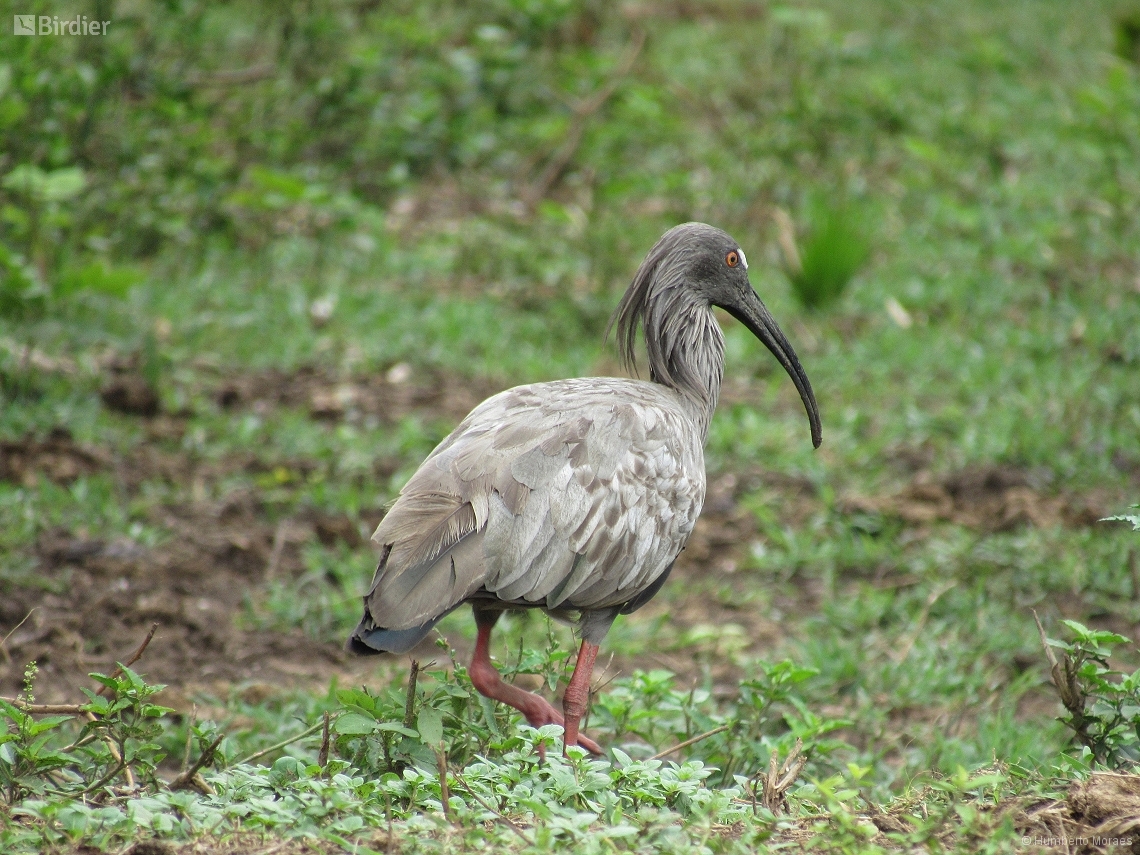 Theristicus caerulescens