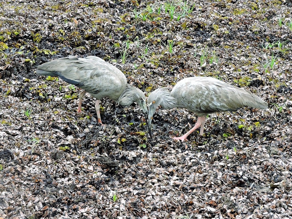 Theristicus caerulescens