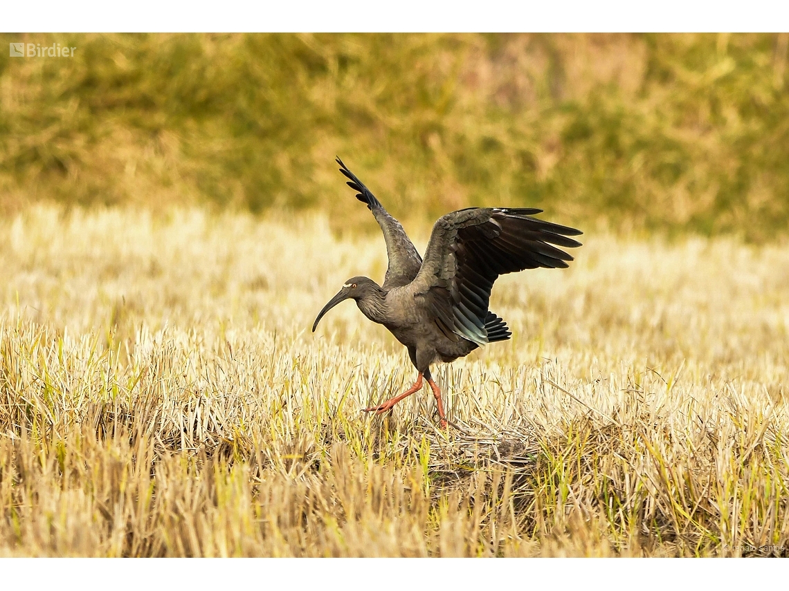 Theristicus caerulescens