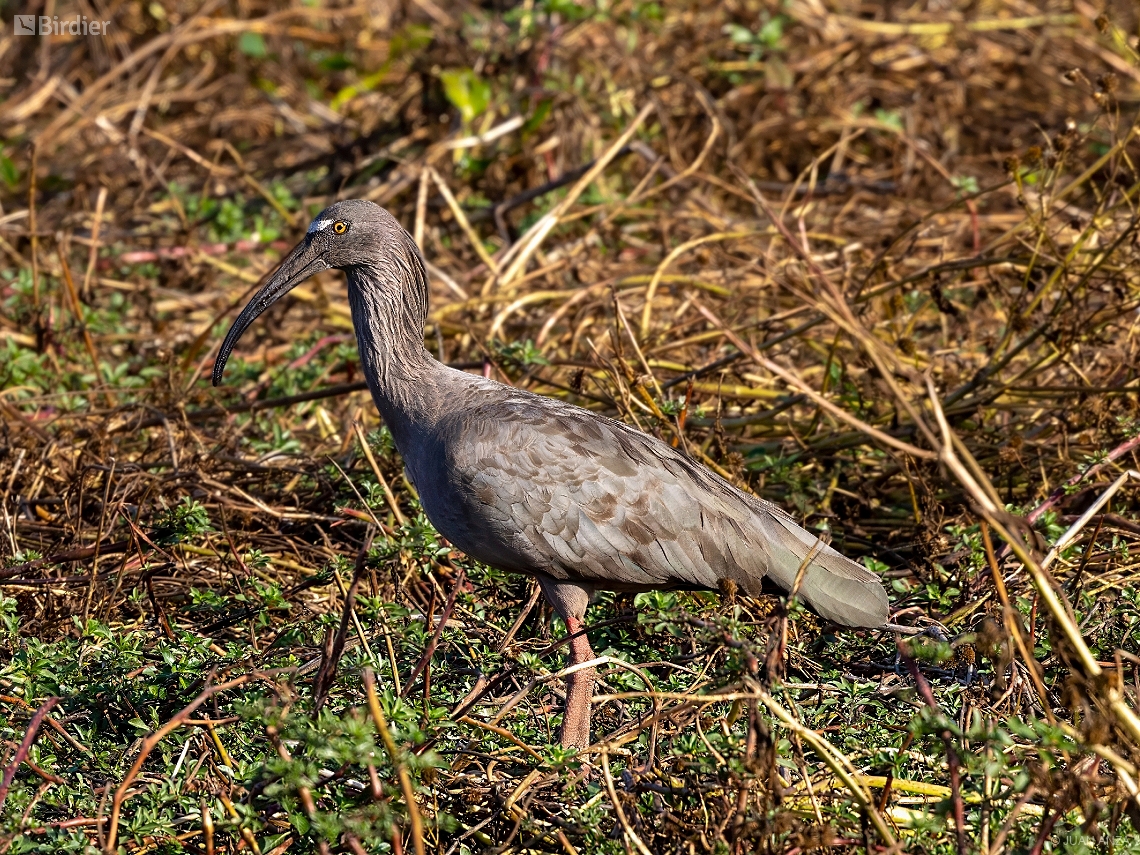 Theristicus caerulescens