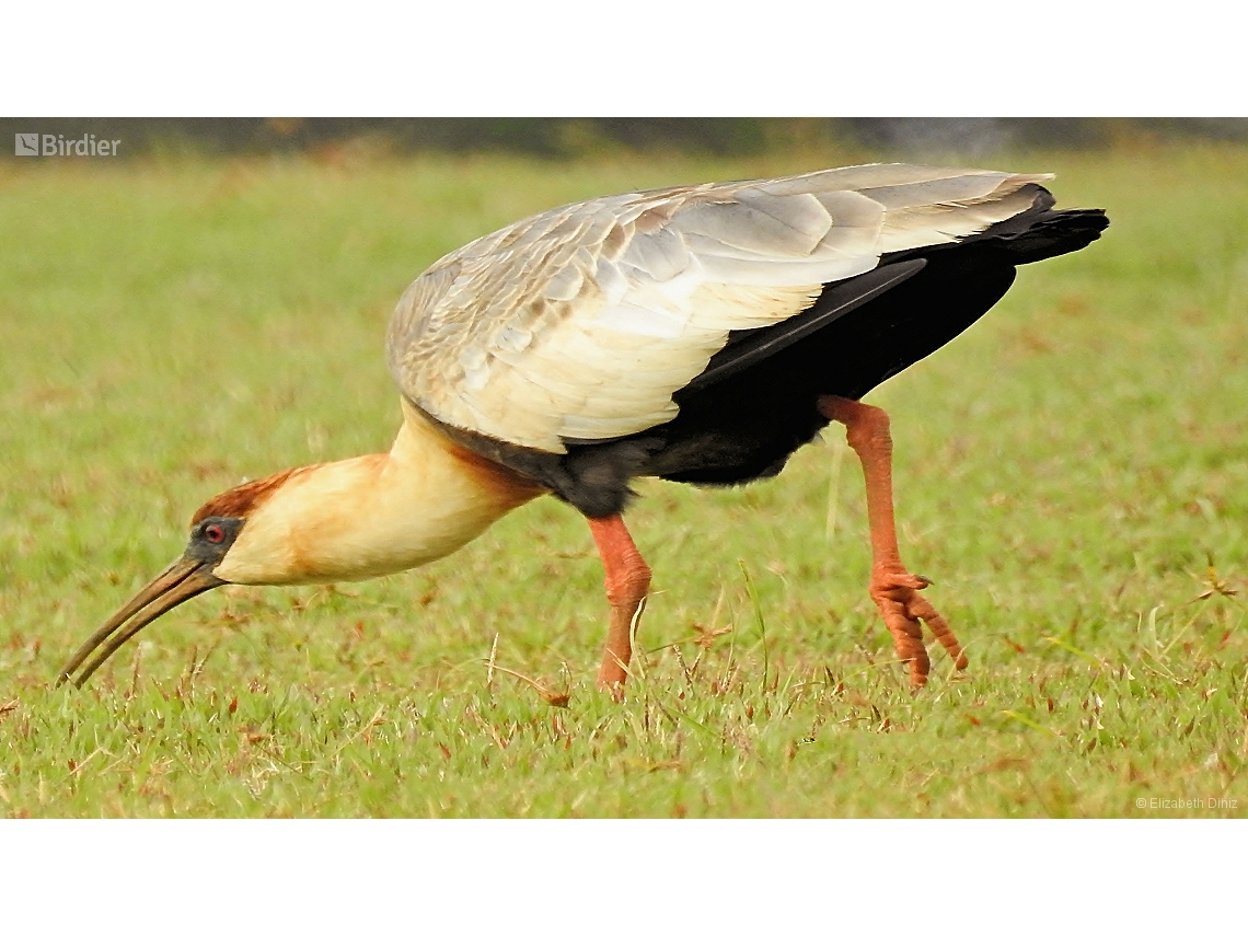 Theristicus caudatus