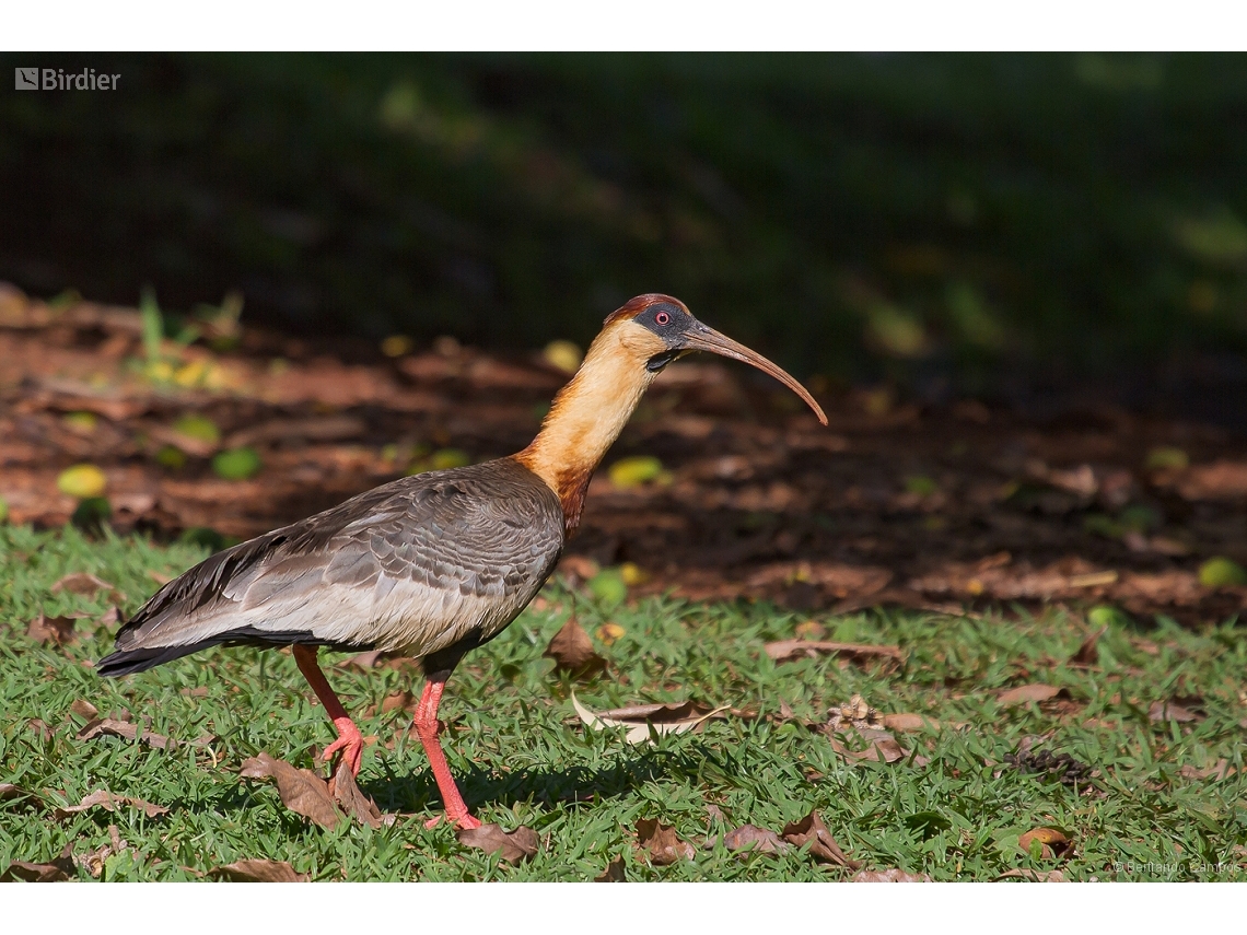 Theristicus caudatus