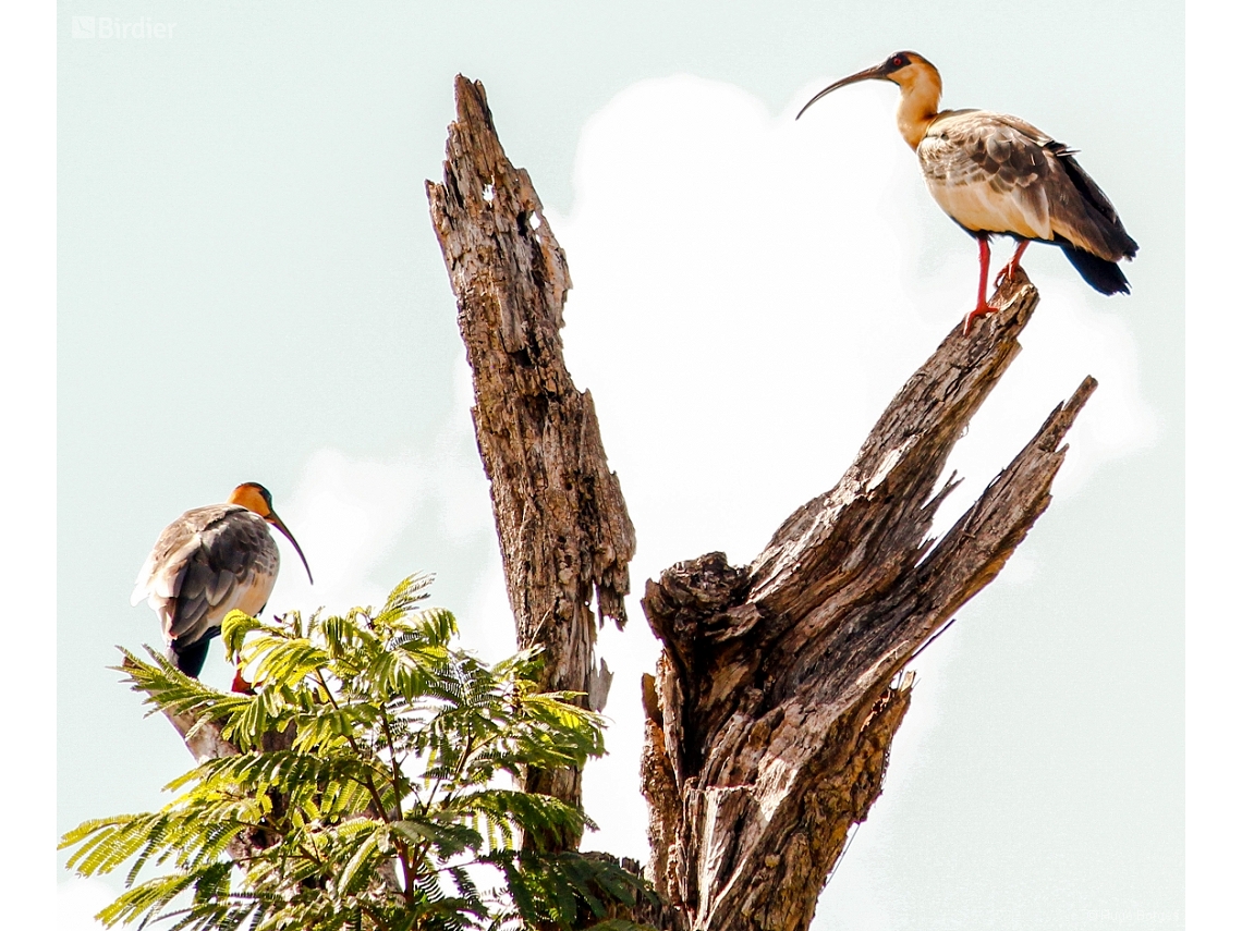 Theristicus caudatus