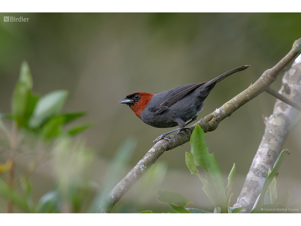 Thlypopsis pyrrhocoma