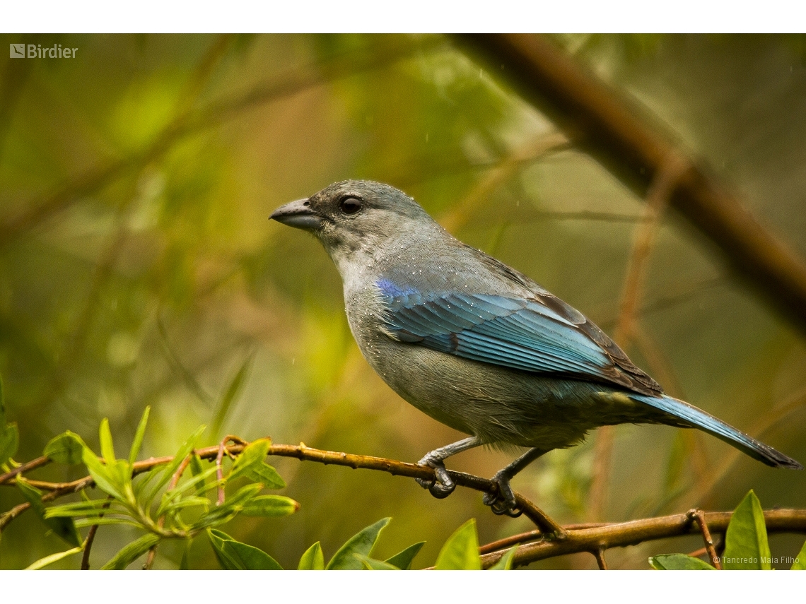 Thraupis cyanoptera