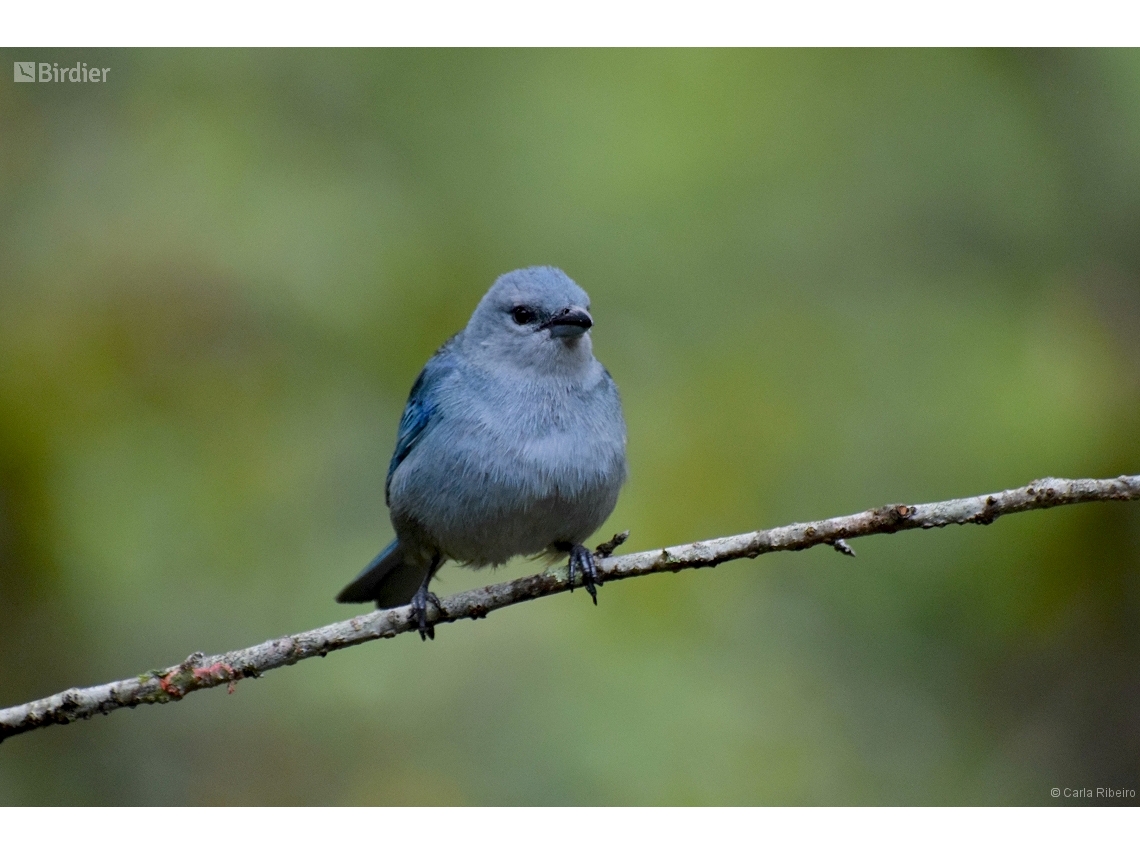 Thraupis cyanoptera