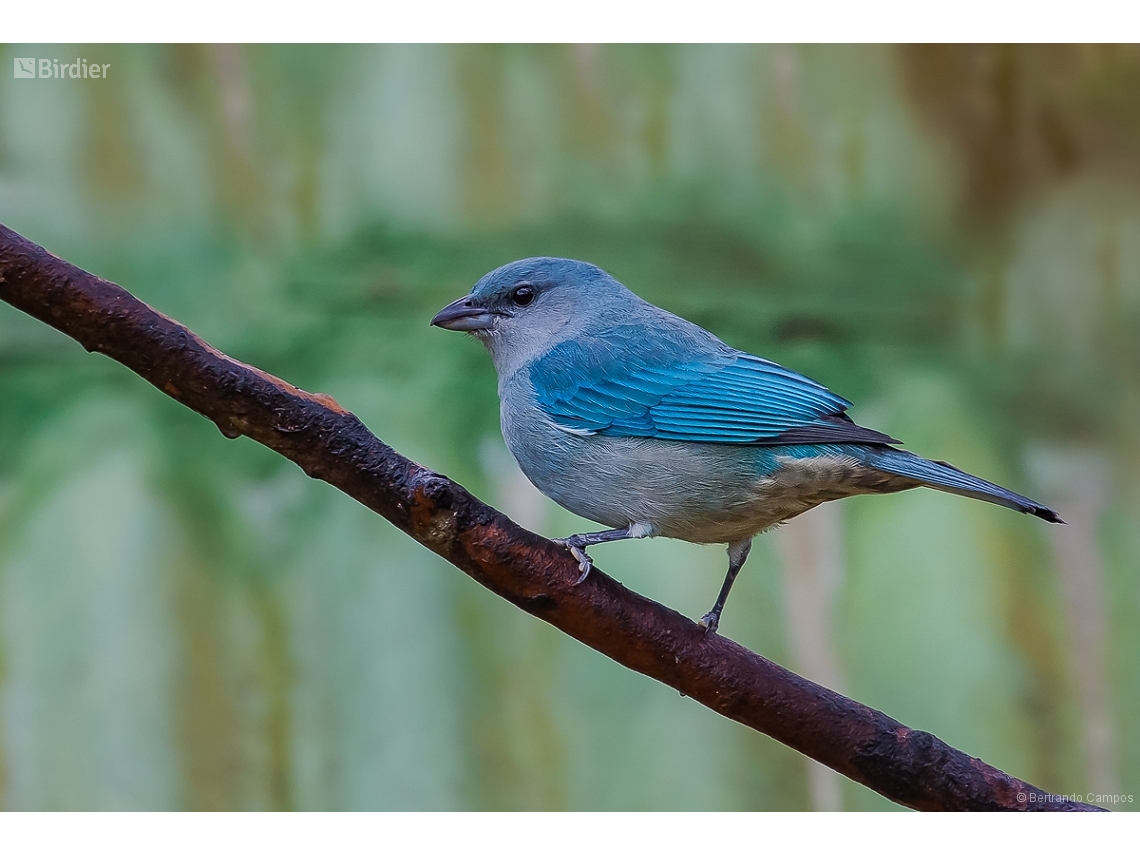 Thraupis cyanoptera