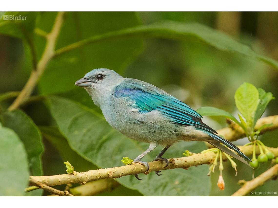 Thraupis cyanoptera