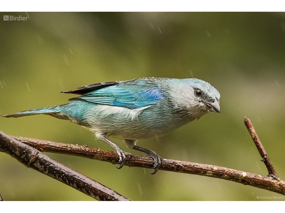 Thraupis cyanoptera