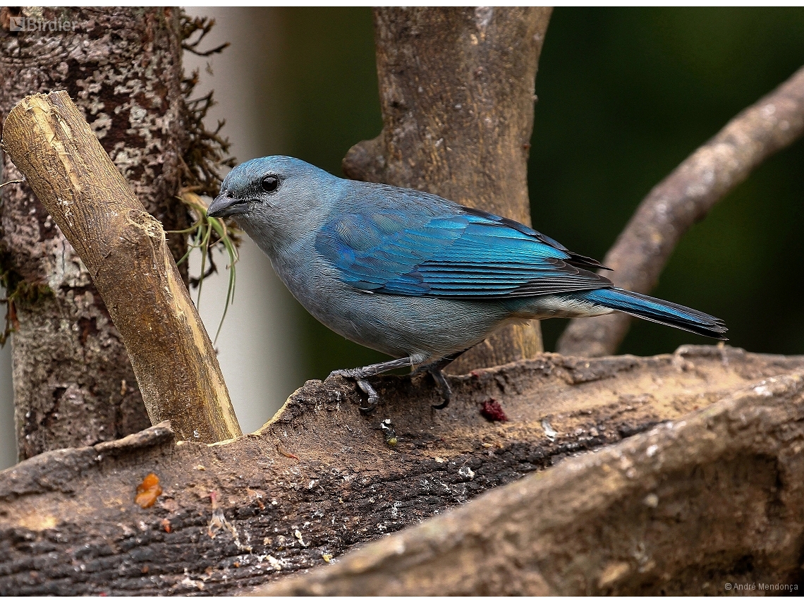 Thraupis cyanoptera