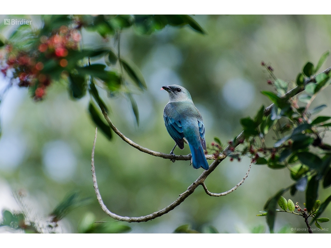 Thraupis cyanoptera