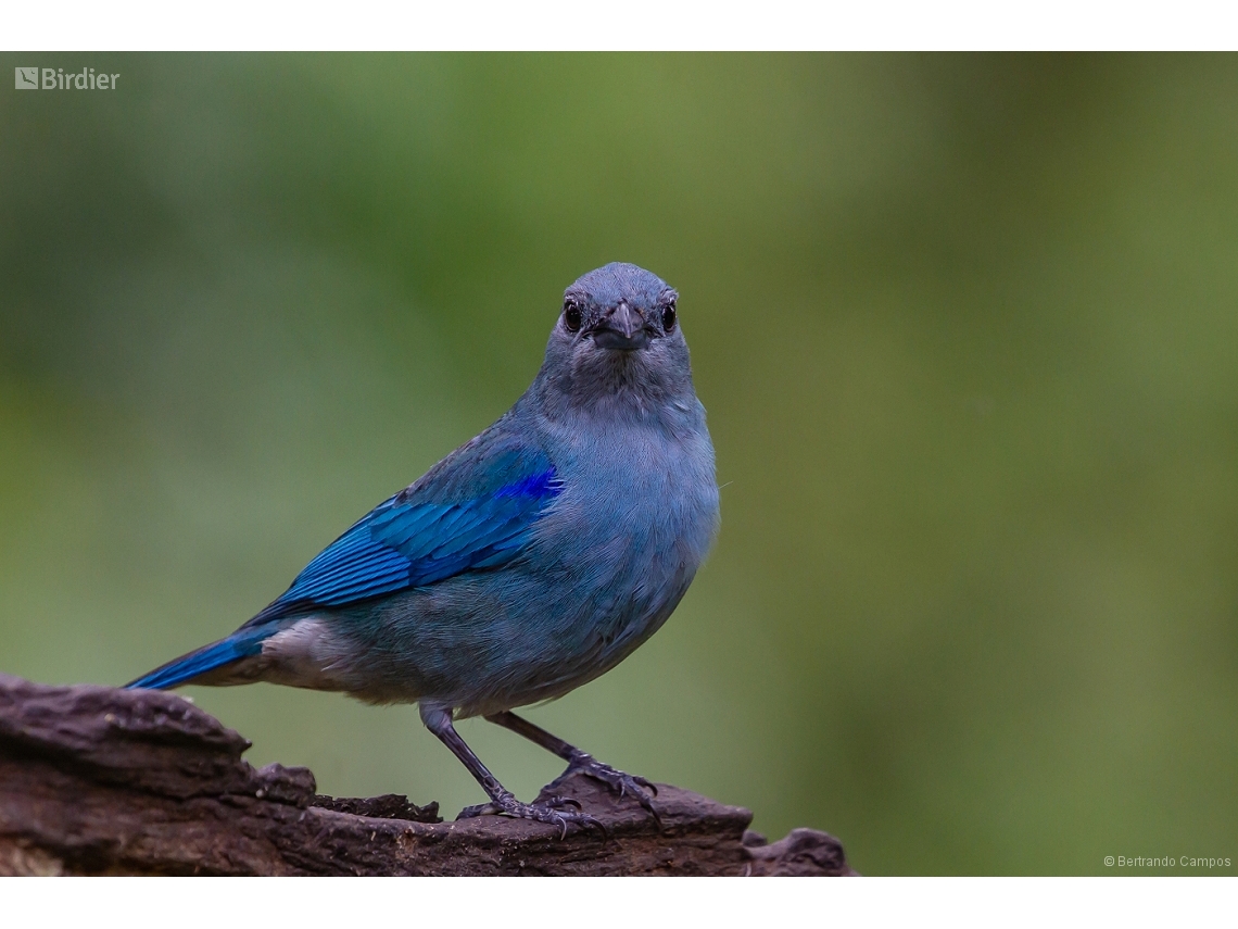 Thraupis cyanoptera